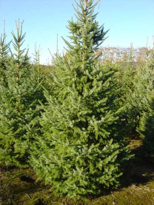 Kerstbomen groot. 4 tot 7 mtr. Reserveer al vast op=op, Tuin en Terras, Planten | Bomen, Overige soorten, Volle zon, Zomer, Ophalen
