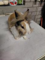 Leeuwekopje, Dieren en Toebehoren, Konijnen, Mannelijk, Groot