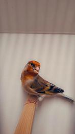 Mooi bastaards majoorputter x kanarie mannen correct geringd, Dieren en Toebehoren, Mannelijk, Wildzangvogel, Geringd