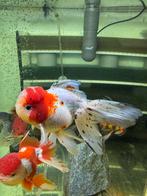Fancy Goldfish Oranda Calico HQ, Overige soorten