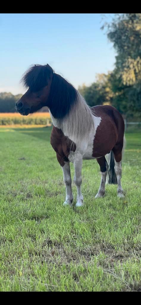 Prachtige hengst ter dekking!, Dieren en Toebehoren, Paarden en Pony's | Dekhengsten en Fokmerries, Hengst