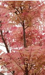 Toona sinensis ‘flamingo’ uiensoepboom # uniek 3/5 tak, Ophalen, Lente