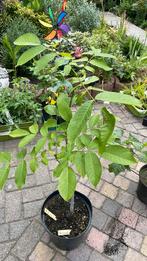 Walnoot, Tuin en Terras, Planten | Fruitbomen, Ophalen, Minder dan 100 cm, In pot, Walnotenboom