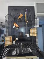 2 oranje kanaries inclusief kooi en voer, Dieren en Toebehoren, Vogels | Parkieten en Papegaaien, Meerdere dieren, Parkiet