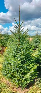 Te Koop: Mooie Omorika's, Tuin en Terras, Planten | Bomen, Ophalen of Verzenden, Volle zon, Overige soorten, 100 tot 250 cm