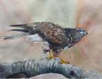 Aquarel buizerd, Ophalen of Verzenden