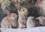 Duinkonijntjes op ansichtkaart, Verzamelen, Ansichtkaarten | Dieren, Verzenden, 1980 tot heden, Gelopen, Knaagdier