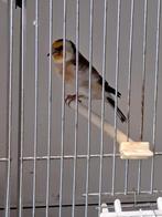 Jonge wildkleur putter pop, Dieren en Toebehoren, Vogels | Overige Vogels, Vrouwelijk, Wildzangvogel