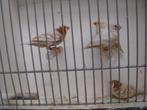 koppels isabel zebravinken, Dieren en Toebehoren, Vogels | Overige Vogels, Meerdere dieren