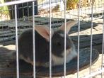 Konijnen/cavia opvang, Meerdere dieren