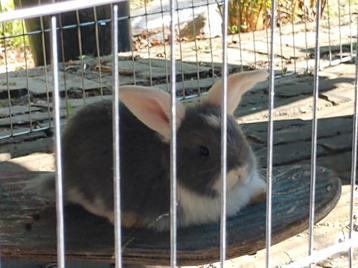 Konijnen/cavia opvang beschikbaar voor biedingen