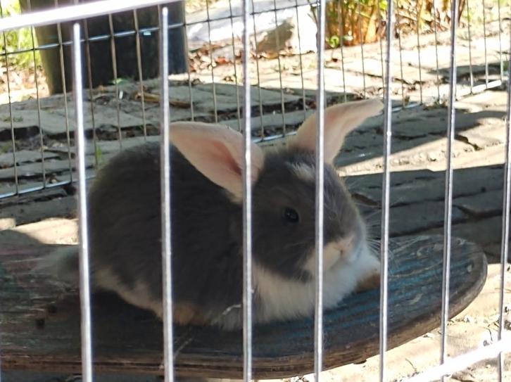 Konijnen/cavia opvang, Dieren en Toebehoren, Konijnen, Meerdere dieren