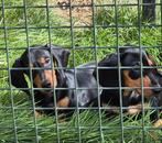 TEKOOP LIEF BLACK & TAN REUTJE EN TEEFJE, Dieren en Toebehoren, Honden | Teckels en Dashonden, België, Particulier, 8 tot 15 weken