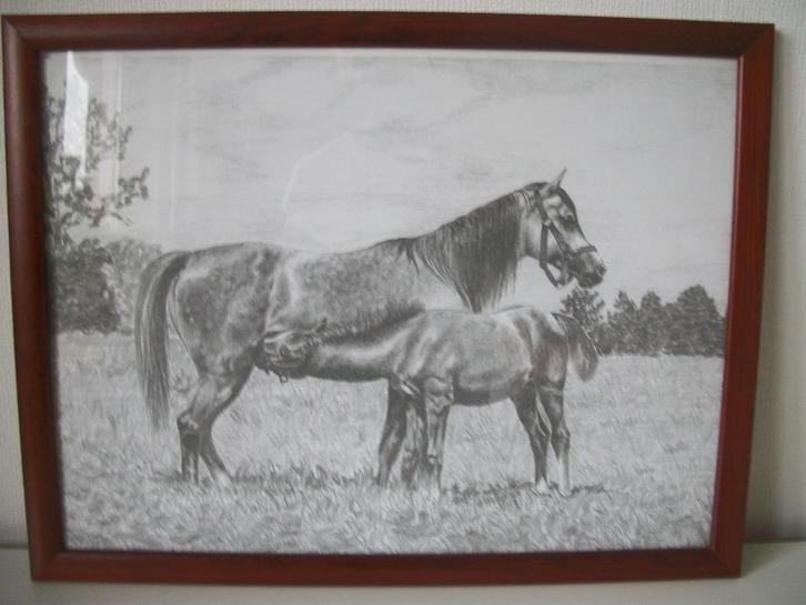 Tekening van Paard met Veulen in Lijst - 33 x 43 cm - Nieuw, Antiek en Kunst, Kunst | Tekeningen en Foto's, Ophalen of Verzenden