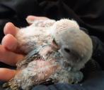 Tamme baby agapornissen (Nog niet uitgevlogen)