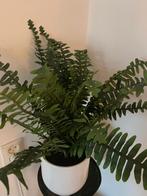 Kunstplant met pot - Varen, Ophalen, Nieuw, Binnen