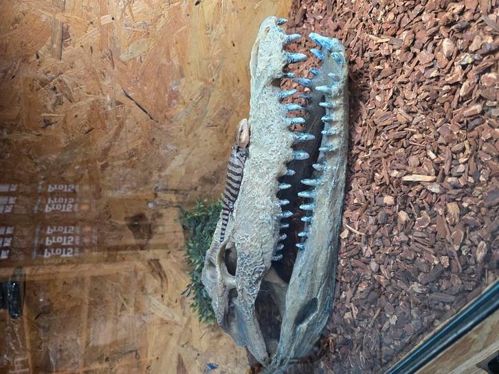 Nakweek blauwtongskinken, Dieren en Toebehoren, Reptielen en Amfibieën, Hagedis