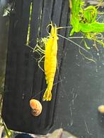 Zoetwater garnalen, Kreeft, Krab of Garnaal