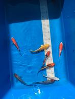 Japanse koi zomer uitverkoop!, Dieren en Toebehoren, Vissen | Vijvervissen, Karper of Koi