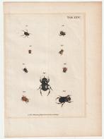 Gravure kevers J.E. Voet Kleemann 1805 torren insecten, Ophalen of Verzenden