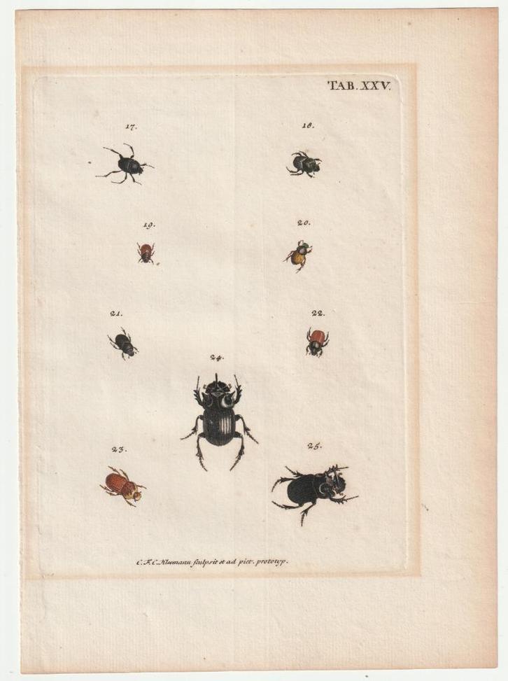 Gravure kevers J.E. Voet Kleemann 1805 torren insecten, Antiek en Kunst, Kunst | Etsen en Gravures, Ophalen of Verzenden