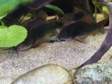 Corydoras venezuela black zwart jonge eigen hobby kweek. beschikbaar voor biedingen