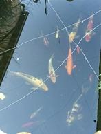 Koi bestand ongeveer 13 stuks, Dieren en Toebehoren, Vissen | Vijvervissen, Karper of Koi
