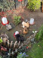 Zijdehoender kuikens, Geslacht onbekend, Kip