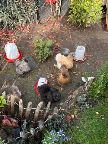 Zijdehoender kuikens beschikbaar voor biedingen
