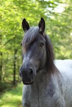 Belgisch trekpaard zoekt liefdevol huis, Dieren en Toebehoren, Paarden, Gechipt, B, Ruin, 11 jaar of ouder