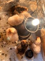 Kuikens, Dieren en Toebehoren, Geslacht onbekend, Kip