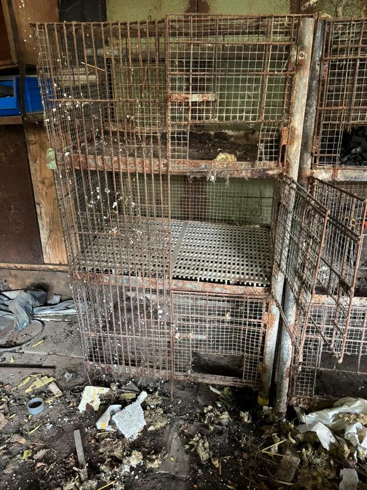 Konijnenhokken, Dieren en Toebehoren, Vogels | Duiven, Overige soorten