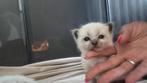 Nog 1 Mannetje over. Siamees/Ragdoll, Dieren en Toebehoren, Katten en Kittens | Raskatten | Korthaar, Met stamboom