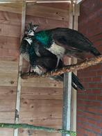 Jonge pauwen, twee paar, Dieren en Toebehoren, Meerdere dieren, Overige soorten