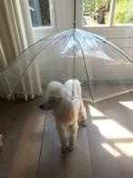 Regen? Hondenparaplu voor de hond. Droog uitlaten, Ophalen of Verzenden, Nieuw