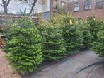 Nordman nordmann kerstbomen te koop, Tuin en Terras, Planten | Bomen, Ophalen of Verzenden, Zomer, Volle zon, Overige soorten