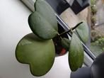 Hoya Kerrii / hartjesplant (5 bladeren), Ophalen, Halfschaduw, Minder dan 100 cm