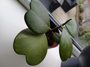 Hoya Kerrii / hartjesplant (5 bladeren) beschikbaar voor biedingen