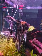 3 grote maanvissen, Vis