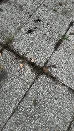 Grindtegels 60x40, Tuin en Terras, Tegels en Klinkers, Ophalen, ?, Zo goed als nieuw, Beton