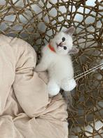 Lieve siamees / ragdoll kittens — super aanhankelijk!, Dieren en Toebehoren, Katten en Kittens | Raskatten | Korthaar, Meerdere dieren