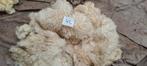 schapenwol spinnen witte texelaar JAARLING PAS GESCHOREN(64), Hobby en Vrije tijd, Spinnewielen en Spinnen, Nieuw, Ophalen of Verzenden
