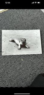 Vlieland Ansichtkaart - Zeehond, 1980 tot heden, Foto, Ophalen of Verzenden, Zo goed als nieuw