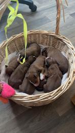 Kooiker x Toller pups, Dieren en Toebehoren, Ophalen, Nieuw
