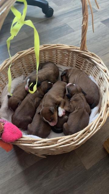 Kooiker x Toller pups  beschikbaar voor biedingen