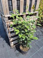 Camelia Lady Campbell 80-100 cm, Ophalen of Verzenden, Overige soorten, Struik, Minder dan 100 cm