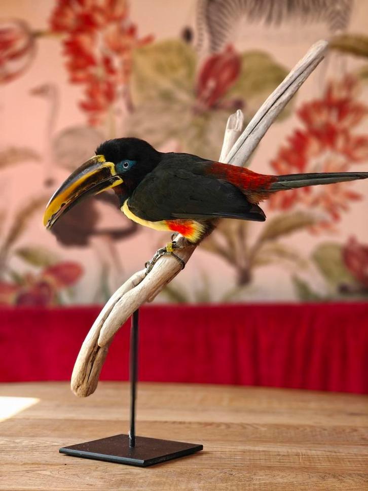 Vogels gezocht!, Dieren en Toebehoren, Vogels | Overige Vogels, Tropenvogel, Meerdere dieren