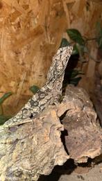 Kraaghagedis (Chlamydosaurus kingii)., Dieren en Toebehoren, Reptielen en Amfibieën, Hagedis, 0 tot 2 jaar