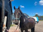 Ontzettend lieve 5-jarige Friese ruin te koop, Dieren en Toebehoren, Paarden, B, Gechipt, Ruin, 3 tot 6 jaar