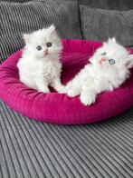 2 katten te koop, Dieren en Toebehoren, Katten en Kittens | Raskatten | Langhaar